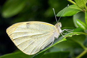 Phòng thí nghiệm nuôi cấy mô thực vật Rồng Xanh - RonX Lab tuyển sinh viên thực tập