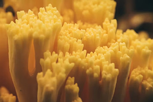 Công ty Nutifood đến thảo luận và làm việc với khoa SH-CNSH